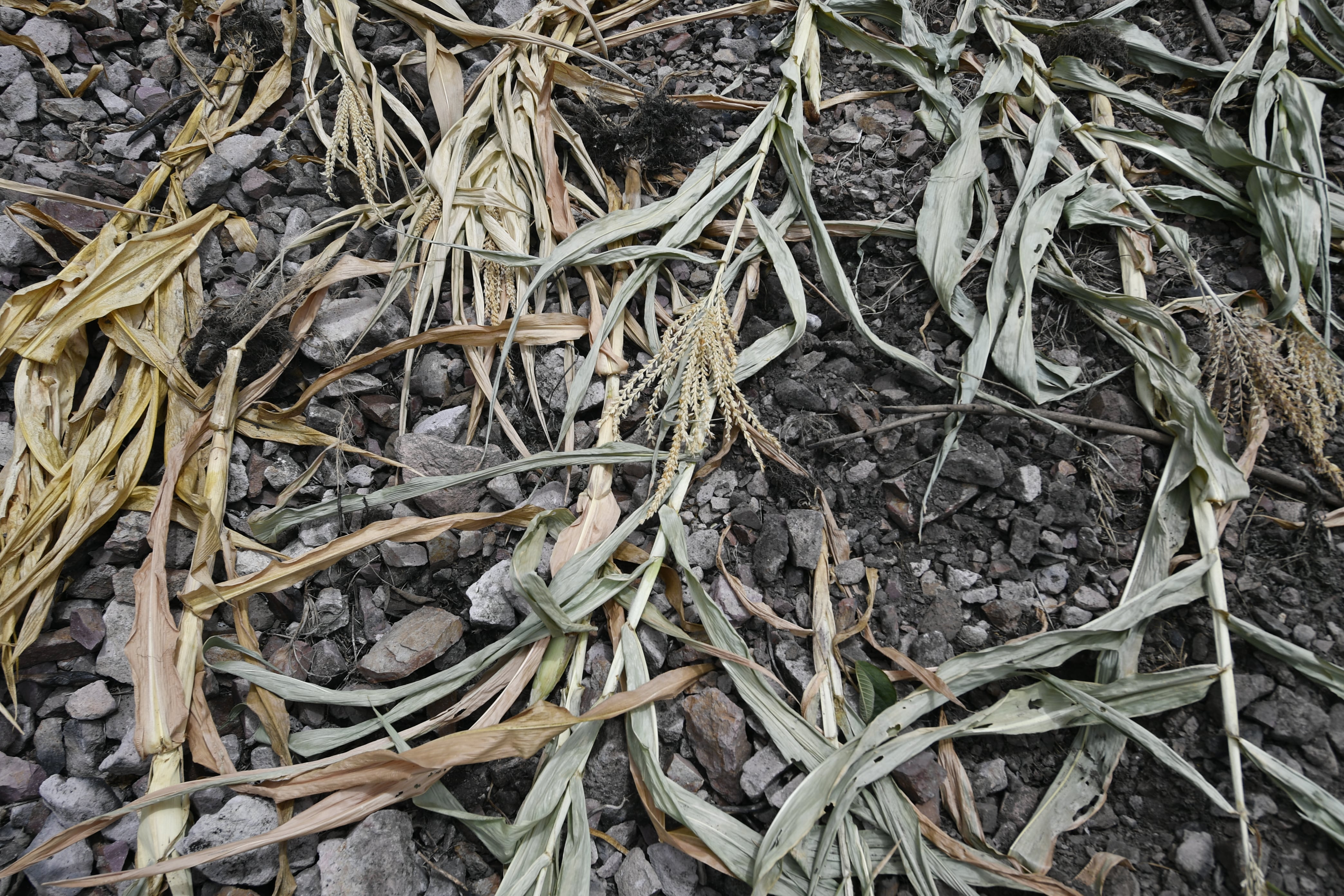 Además de las lluvias, los campesinos, agricultores y ganaderos de todas las zonas afectadas por la falta de lluvias esperan que el Gobierno les brinde ayuda ante la crítica situación. (Infobae Centroamérica/ Orlando SIERRA / AFP)