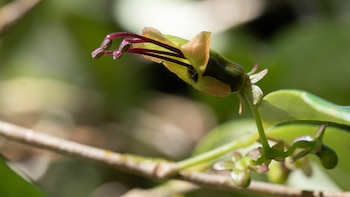 Aeschynanthus acuminatus, una enredadera de flores cortas y verdes