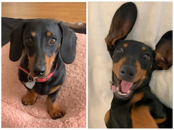 Un pequeño perro salchicha sobrevive 16 meses en una isla desierta. (Imagen: Facebook)