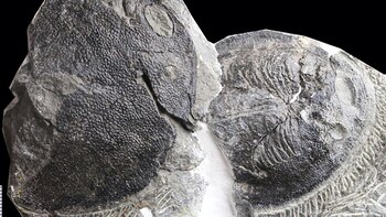 El oído medio humano evolucionó