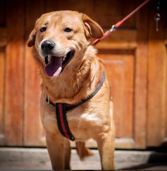 La fundación funciona como un hogar de paso para animales rescatados - crédito @peluditos_luzma/Instagram