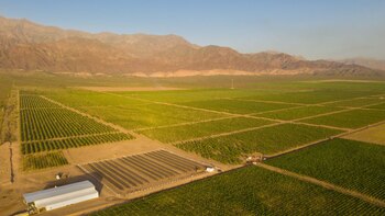 Altos de Tinogasta produce aceite