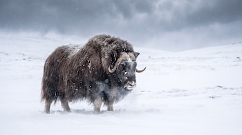 Un buey almizclero de pelaje marrón oscuro con cuernos, parado en un campo nevado bajo un cielo nublado, con copos de nieve cayendo y vapor de su respiración.