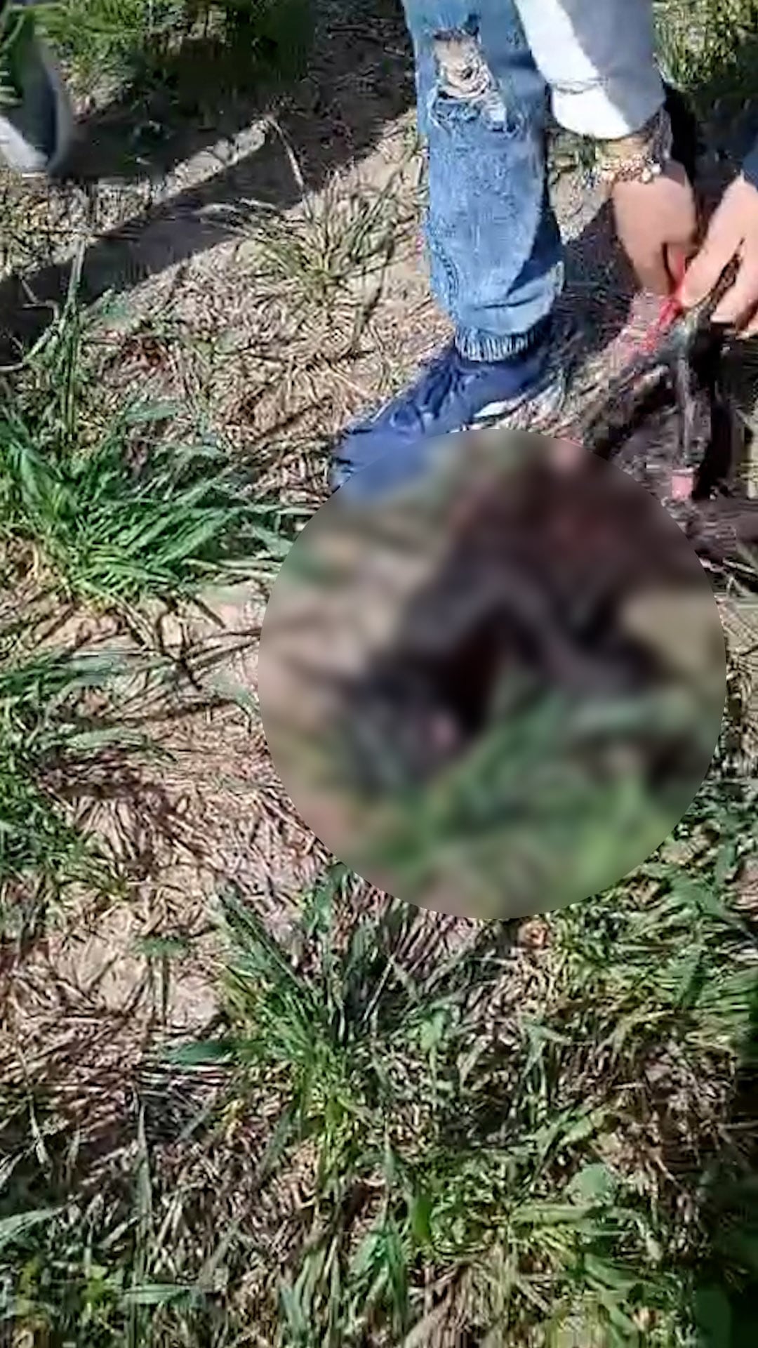 La organización Amigos de los Perros difundió las imágenes del ataque para identificar a los involucrados (Captura de video)