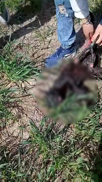 Brutal caso de maltrato animal en Entre Ríos: tres adolescentes mataron a un gato a patadas