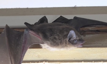 Un murciélago de pelaje grisáceo y blanco, con orejas grandes, alas plegadas y ojos pequeños, posa sobre una superficie clara