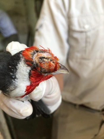 Algunos animales estaban con signos