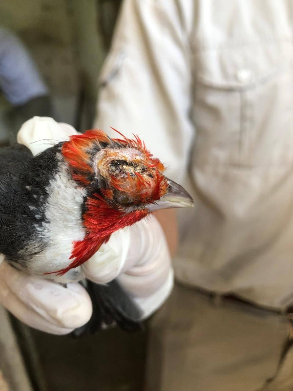 Algunos animales estaban con signos de hacinamiento y problemas físicos