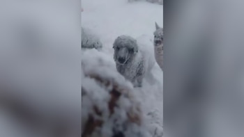 Las imágenes más impactantes del fuerte temporal de nieve en la cordillera: hasta cuándo durará la ola de frío polar
