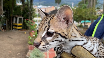 Un ocelote nativo fue liberado tras culminar su rehabilitación en centro especializado de Antioquia