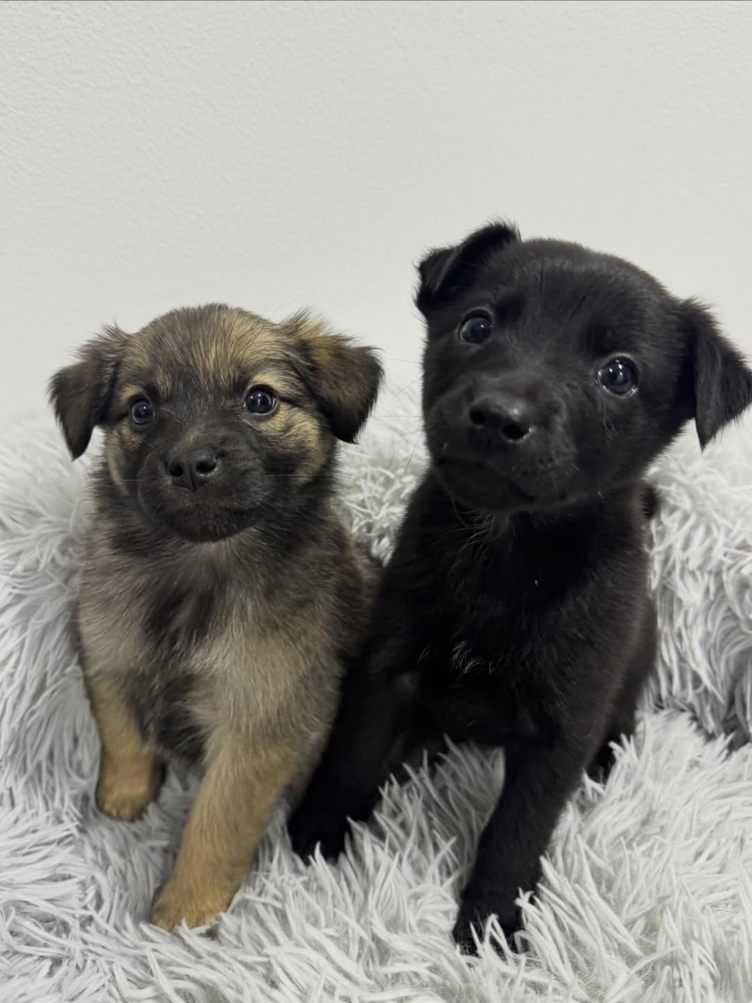 Estas son dos de las cachorras rescatadas - crédito @rescatamebogota / Instagram