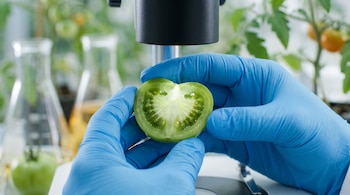 Manos con guantes azules de nitrilo sostienen medio tomate verde debajo de la lente de un microscopio.
