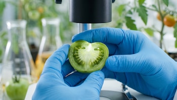 Crean un mapa genético del tomate silvestre que muestra dónde se podría buscar el sabor perdido