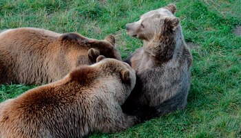 Los grolares crecen bajo el