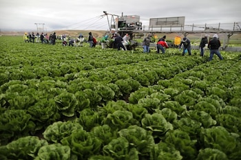 Foto de archivo. Trabajadores con visas H2A cosechan lechugas en King City, en California. Estados Unidos. 17 de abril de 2017. REUTERS/Lucy Nicholson