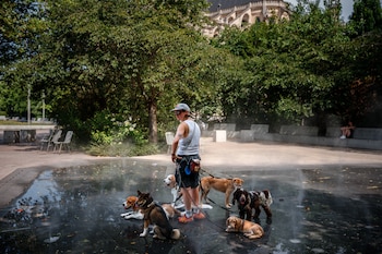 Una paseadora de perros los enfría en una fuente de niebla en París, en medio de la ola de calor que golpea a Francia, el 23 de junio de 2026. (Foto Dimitar Dilkoff/AFP)