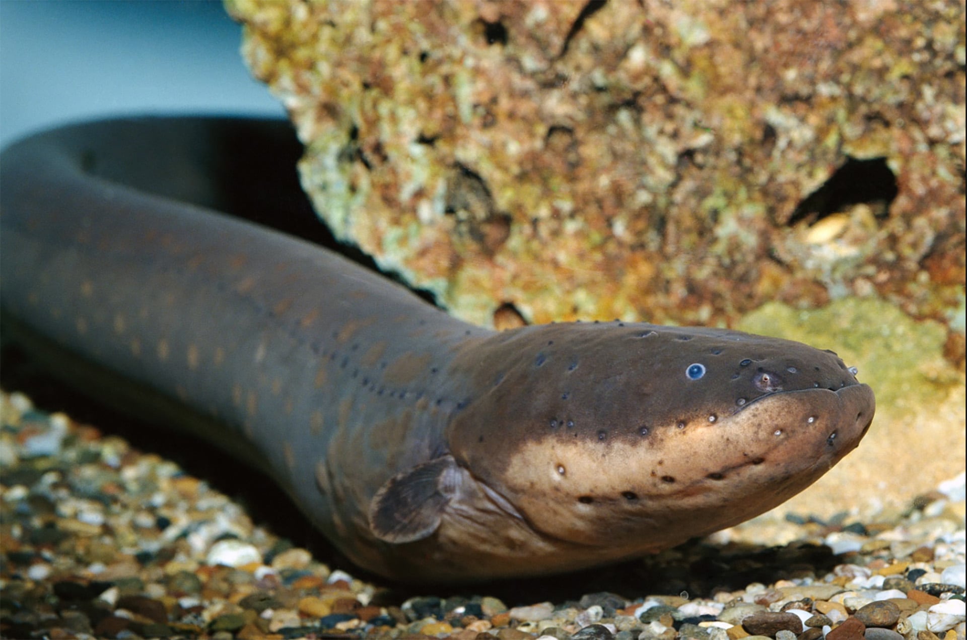 El fenómeno de la electrogénesis ha surgido de forma independiente en al menos seis grupos de peces a lo largo de la evolución