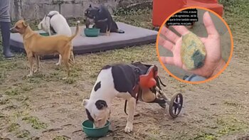 Fundadora de un refugio para