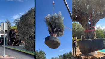 Así fue la replantación de un olivo de 500 años y 6.000 kilos en Valencia: “Aquí había un pino que por tormentas se tumbó y nos destrozó toda esta parte del jardín”