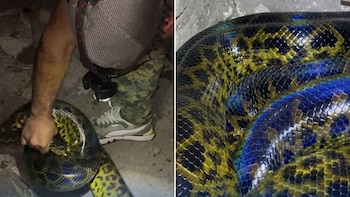 Susto en Chaco: encontraron una