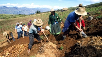 INEI revela envejecimiento del agro: 37,9% de productores tienen 60 años a más. (Foto: INEI)