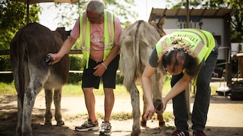 Los pacientes encuentran ayuda en la terapia con burros