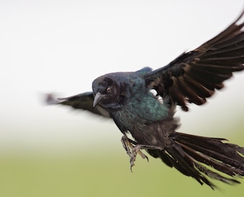 Difícilmente un proceso de contaminación