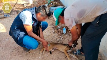 Un grupo de perritos quedó