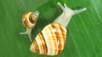 Logro en la crisis de