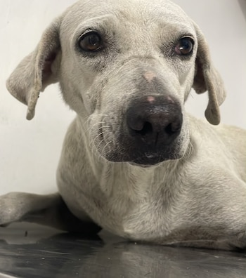 El animal permanece bajo cuidado veterinario mientras se realizan los exámenes necesarios para evaluar sus lesiones. - crédito @huellitascj/Instagram