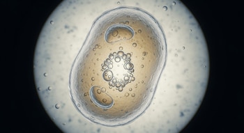 Célula sintética de forma ovalada con membrana translúcida y burbujas microscópicas internas, vista a través de un círculo iluminado de microscopio.