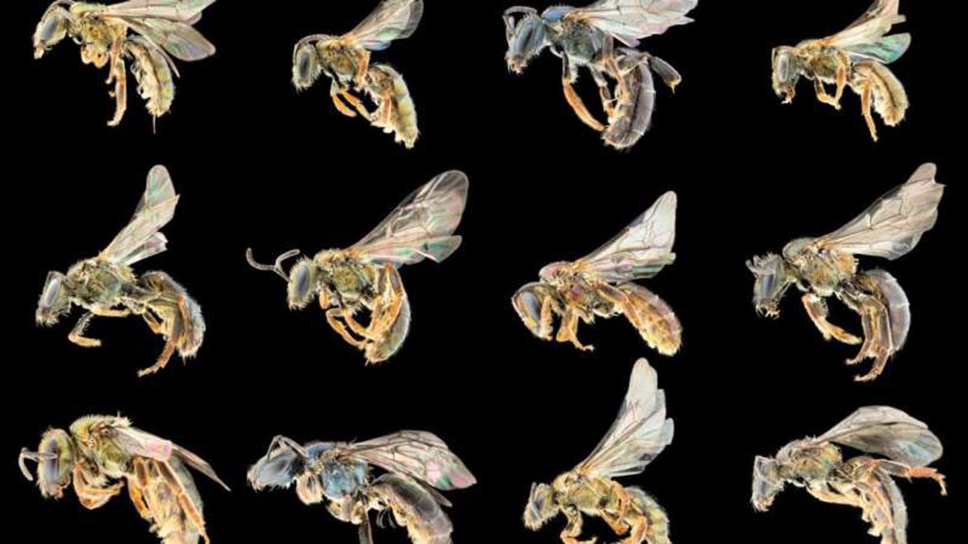 El nuevo recuento mundial de especies de abejas transforma la comprensión de la biodiversidad global y destaca desafíos taxonómicos pendientes