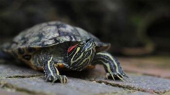 La tortuga de orejas rojas