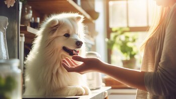 Qué tener en cuenta antes