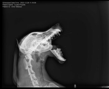 Radiografía de Belén (Foto: especial)