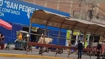 Un toro de color claro camina por la acera frente a un paradero techado, puestos callejeros y varios transeúntes