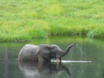 Equipos forestales despliegan drones y