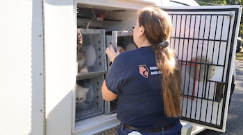 Una mujer de espaldas revisa jaulas individuales con gatos dentro de la parte trasera de un vehículo blanco con puertas enrejadas.