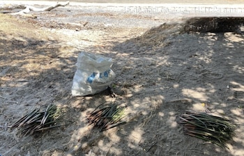 Propágulos de mangle, listos para la reforestación. (MiAmbiente)