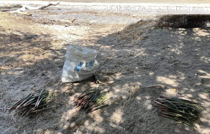 Propágulos de mangle, listos para la reforestación. (MiAmbiente)