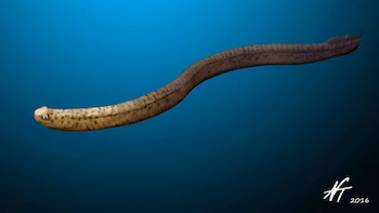 El Promissum, un antiguo pez