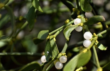 En la medicina antigua, el