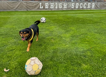 Perro negro y tostado con arnés amarillo en un campo de fútbol de césped verde, con dos balones y una pancarta de 'LEHIGH SOCCER' al fondo