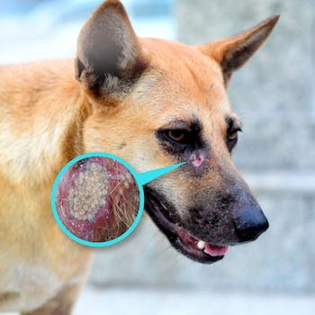 Las autoridades de Guatemala pidieron desinfectar de inmediato las heridas en mascotas y ganado y reportar casos sospechosos para prevenir nuevas infestaciones de gusano barrenador.