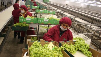 Agroexportaciones peruanas superarían los US$