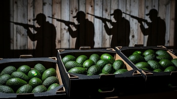 2 pesos por kilo: cómo los cárteles convirtieron el aguacate de Michoacán en uno de sus negocios más rentables