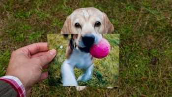 Cuáles son los signos que