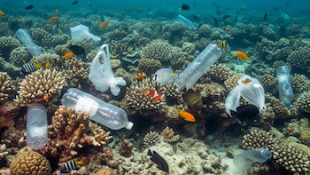 Contaminación en las costas panameñas ejerce presión contra los arrecifes de coral