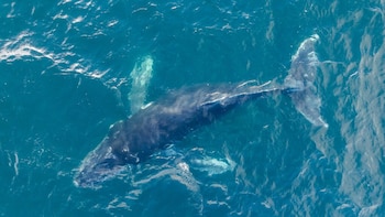 Popa llegó a las cercanías de las Islas Orcadas del Sur en marzo (FUNDACIÓN REWILDING ARGENTINA)