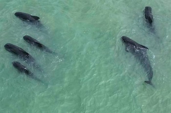 El grupo de cetáceos fue